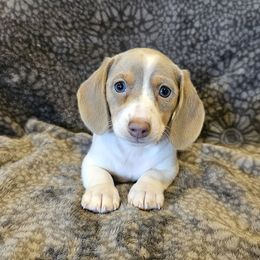 Hazel - Isabella and tan piebald - Piebald female Dachshund puppy in Tower City, Pennsylvania from Stoney Mountain Mini Doxies