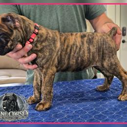 Harley - Chestnut brindle female Cane Corso puppy in Warren, Ohio from Northeast Ohio Cane Corso