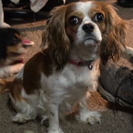 Lexi - Cavalier King Charles Spaniel