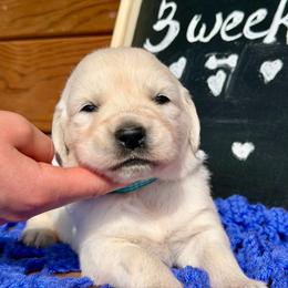 Crystal - Light golden female Golden Retriever puppy in Doniphan, Missouri from Stockford’s Golden Retrievers