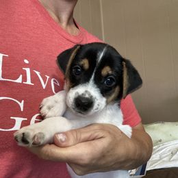 Knight Chanceux ‘Chance’ - Jack Russell Terrier puppy from Royal Russells Ranch