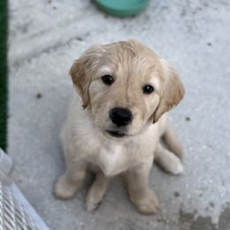 Girl 1 - female Golden Retriever puppy in Jacksonville, Florida from Novas Golden Puppies