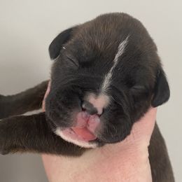 Girl 2 - Boxer puppy in Dickson, Tennessee from Braun's Boxers