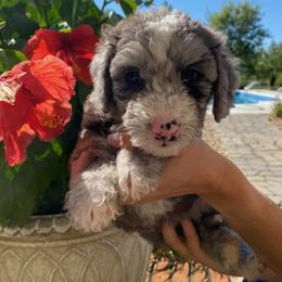 Sheepadoodle Puppies from Sarah Pearl’s Mini Sheepadoodles