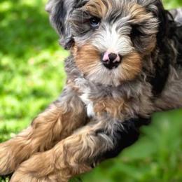 Bernedoodle and Golden Mountain Doodle Puppies from Cumberland Companions