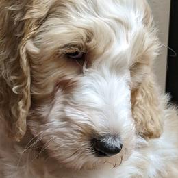 Goldendoodles from Sinclairdoodles