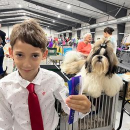 Crush - Shih Tzu