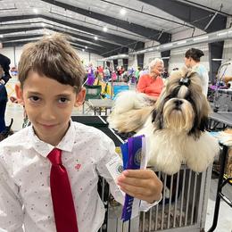 Crush - Shih Tzu