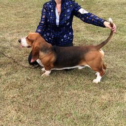 Basset Hounds from ZephyrMoore Bassets