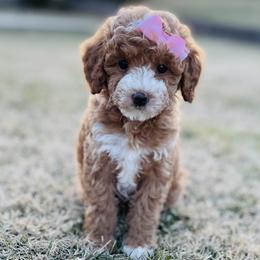 Pearl - Red  female Goldendoodle puppy in Kansas City, Kansas from Bella & Ivy’s Mini Goldendoodles of KC