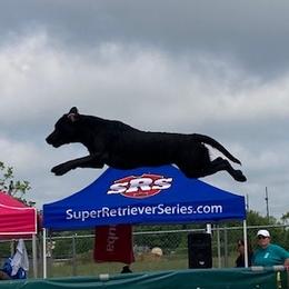Mara - Labrador Retriever
