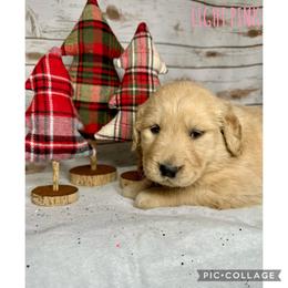 Golden Retriever Puppies from Castle Country Companions