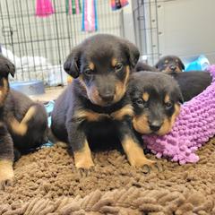 Beauceron Puppies from Rayon de Soleil Beaucerons