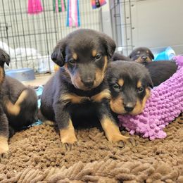 Beauceron Puppies from Rayon de Soleil Beaucerons