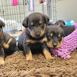 Beauceron Puppies from Rayon de Soleil Beaucerons