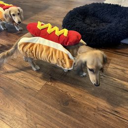 Dachshund Puppies from Honey Creek Dachshunds