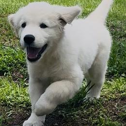Sadie - Light golden female Golden Retriever puppy in Riverview, Florida from English Cream Golden Retrievers of Tampa Bay