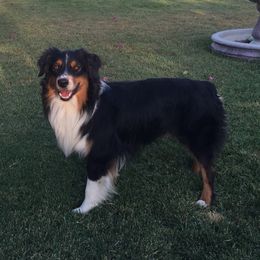 HEMI - Australian Shepherd