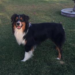 HEMI - Australian Shepherd
