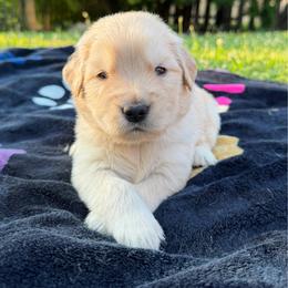 Abigail - Golden female Golden Retriever puppy in Lebanon, Indiana from Skyland Golden Retrievers