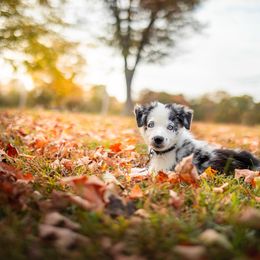 Border Collie and Chihuahua Puppies from Riverwood