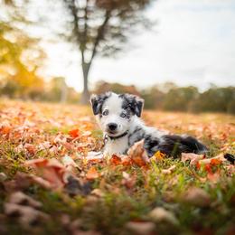 Border Collie and Chihuahua Puppies from Riverwood