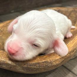 Fern - Piebald male Dachshund puppy in Dobson, North Carolina from Oakleys Dachshund Haven