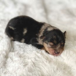 Pomeranian and Pomsky Puppies from Designer Pomeranians