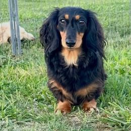 Satchel - Dachshund