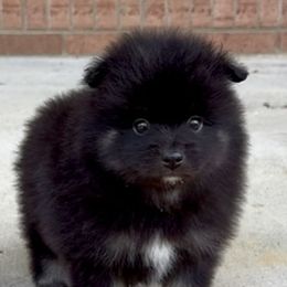 Tito - Black and tan male Pomeranian puppy in Eden, North Carolina from Whippoorwill Pomeranians
