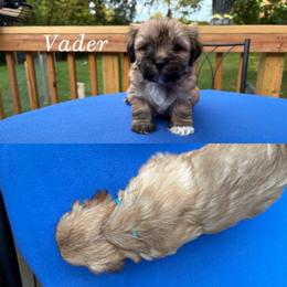 Vader - Red gold male Lhasa Apso puppy in Cincinnati, Ohio from Shangri-La Lhasa Apsos