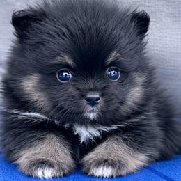Quinton - Tri-colored male Pomeranian puppy in New Lenox, Illinois from Illinois Poms