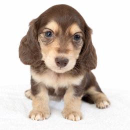 Winston (No breeding homes allowed) - Chocolate and cream male Dachshund puppy in Fayetteville, North Carolina from RRD