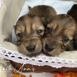 Dachshund Puppies from Faith Ann's Dachshunds