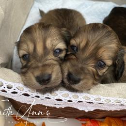 Dachshund Puppies from Faith Ann's Dachshunds