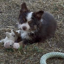 Tiny Red Tri Female - Red tri female Toy Australian Shepherd puppy in Stephenville, Texas from Rockin J Lil Aussies