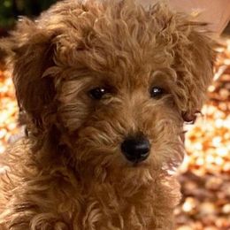 Ruby - Poodle