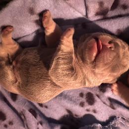 French Bulldog Puppies from Lilac City Frenchies