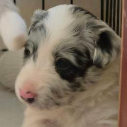 Holbrook - Blue merle female Border Collie puppy in Chino Valley, Arizona from Dog Pond Border Collies