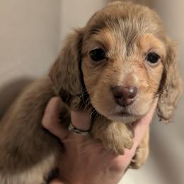 Donald - Dapple male Dachshund puppy in Unadilla, Georgia from Hamsley's Puppy Palace