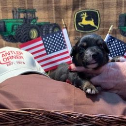 Miniature Australian Shepherds from Cantler Corner Farm
