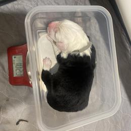 Boy 6 - male Old English Sheepdog puppy in Tulsa, Oklahoma from Yadah Sheepdogs