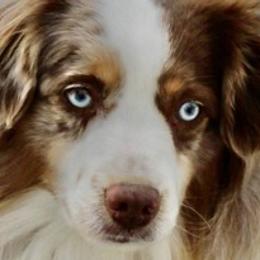 Barley - Miniature Australian Shepherd