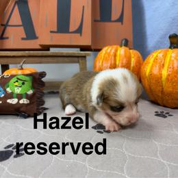 Hazel - Red female Pembroke Welsh Corgi puppy in Apison, Tennessee from Ashmore Corgis