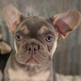 French Bulldogs and Pembroke Welsh Corgis from Pistol Creek Puppies