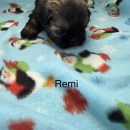 Remi - Sable male Shih Tzu puppy in Jasper, Indiana from Jacob’s Spoiled Shih Tzu