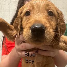 Blue boy - Golden male Golden Retriever puppy in Buchanan, Georgia from Morgan’s Heart of Gold Retrievers