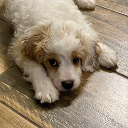 Buddy - Blenheim male Cavapoo puppy in Mesa, Arizona from Bubble-ishous Cavaliers, Cavapoos and Portadoodles