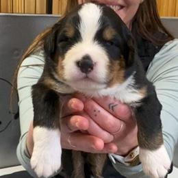 Yellow Collar Female - Black rust and white female Bernese Mountain Dog puppy in Bristol, Tennessee from Holston Hollow Farm