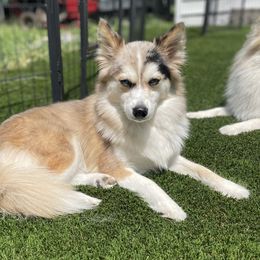 Mavis - Pomsky